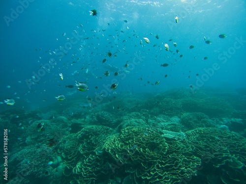 Dynamic shot of a school of fish in front of the blue sea  below a coral reef.