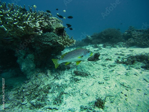 Full body shot of a yellow-striped sweetlips swimming close to the seabed surrounded by coral reef.