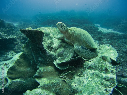 Full body shot of a turtle from the side underwater sitting in a shallow large coral surrounded by coral reef.
