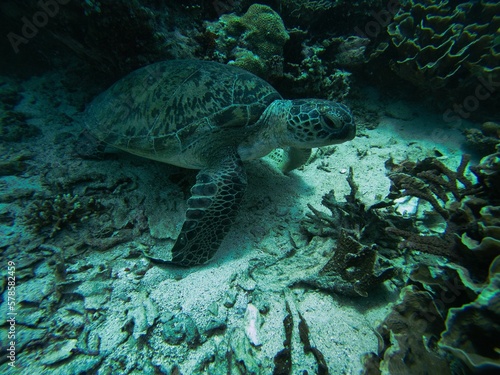 Close-up of a turtle underwater on the seabed surrounded by coral reef.