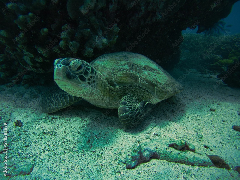 Close-up of a turtle looking to the side under water on the seabed.