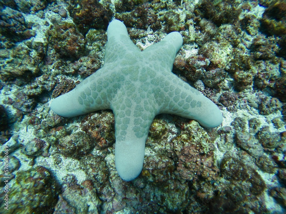 Full body close up of a walleye starfish surrounded by rocky seabed. Full body close up of a walleye starfish surrounded by rocky seabed.