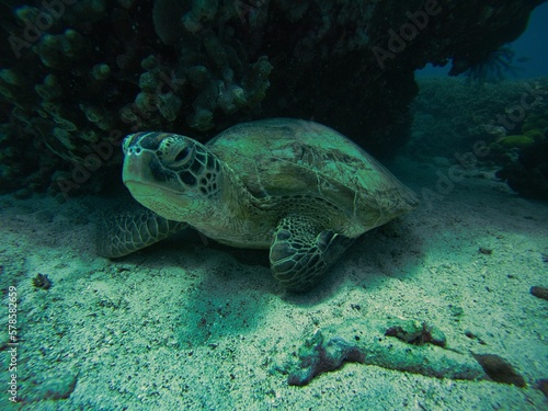 Close-up of a turtle looking to the side under water on the seabed.