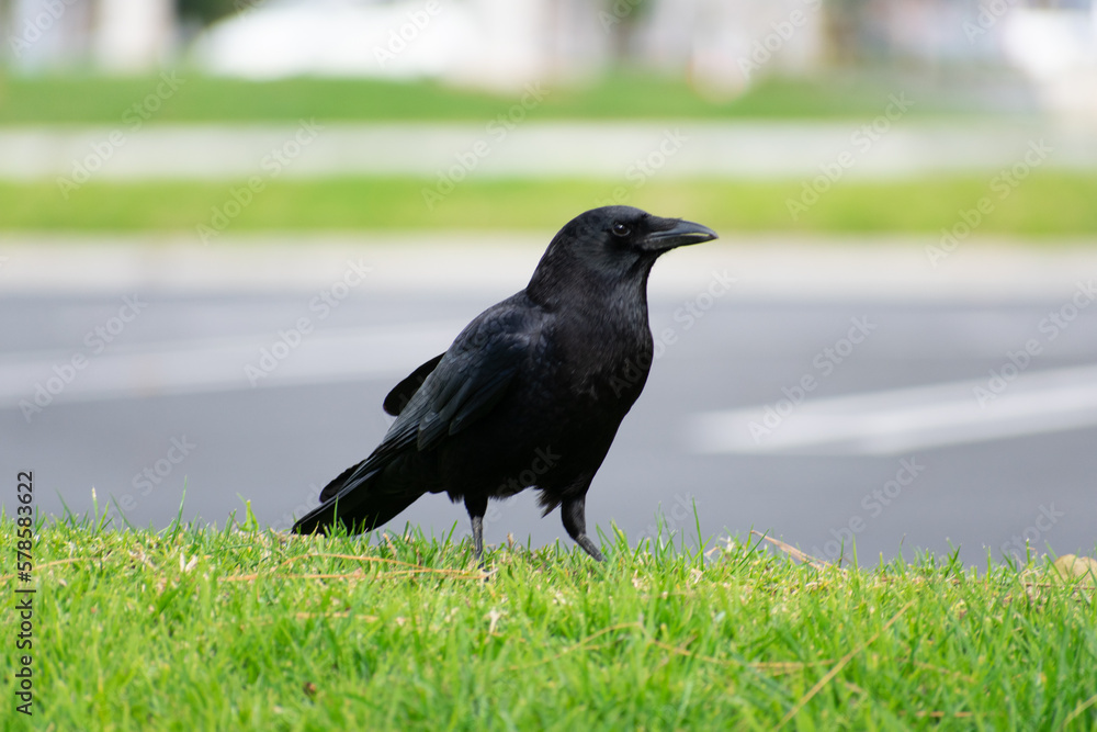 Isolated crow on the grass with parking lot in the background Isolated crow on the grass with parking lot in the background