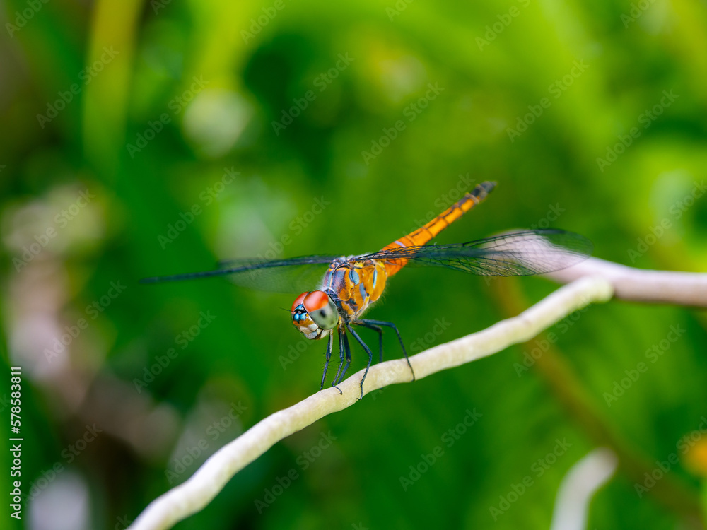 Close up of dragon fly on green background. Close up of dragon fly on green background.