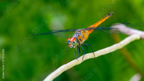 Close up of dragon fly.