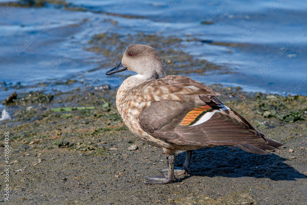 Fototapeta premium Crested Duck (Lophonetta specularioides) in Ushuaia area, Land of Fire (Tierra del Fuego), Argentina