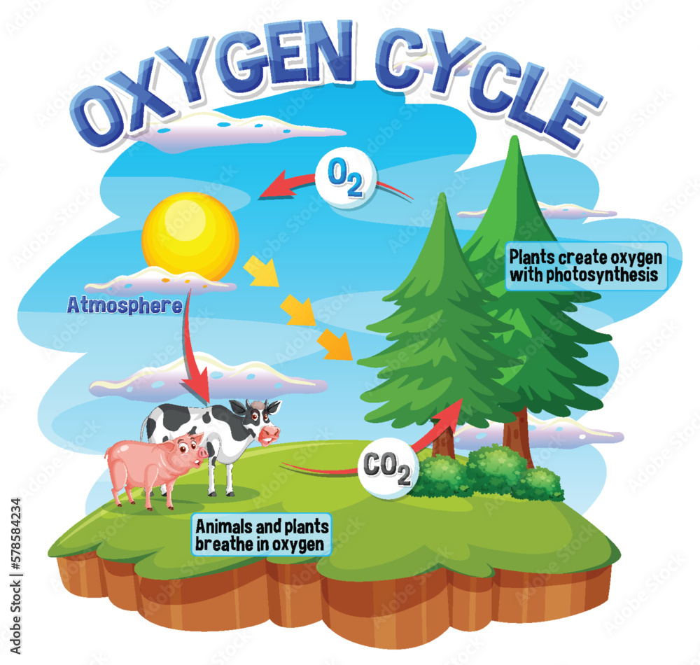 Oxygen Cycle Diagram for Science Education