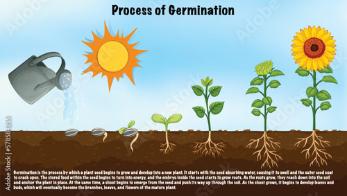 Process of Germination Diagram for Science Education