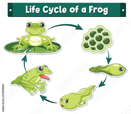 Frog Life Cycle Diagram