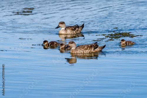 Crested Ducks (Lophonetta specularioides) with ducklings in Ushuaia area, Land of Fire (Tierra del Fuego), Argentina