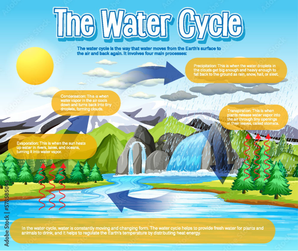 The water cycle diagram for science education Stock Vector Adobe Stock