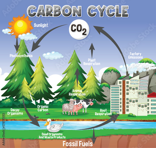 Carbon Cycle Diagram for Science Education