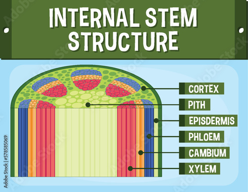 Internal structure of stem diagram