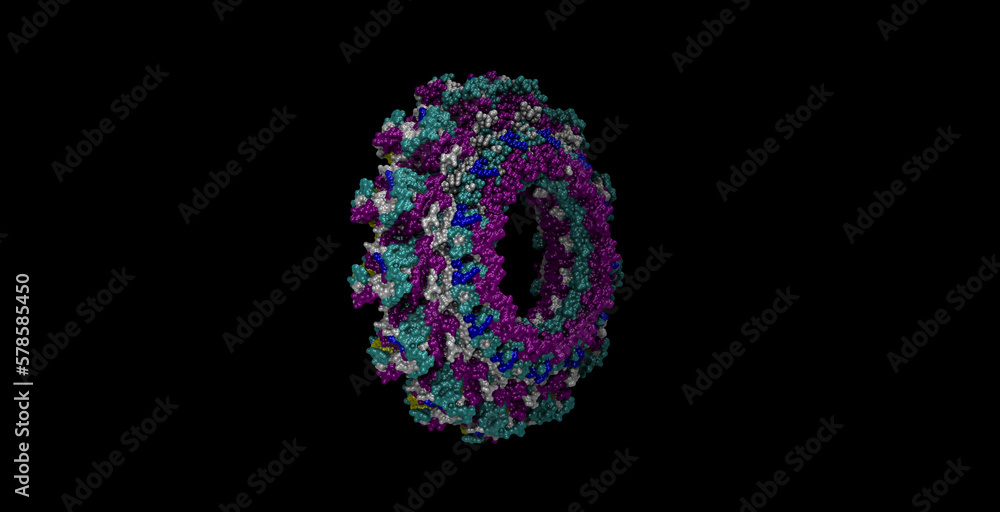 Mumps virus nucleocapsid 3D molecule 4K