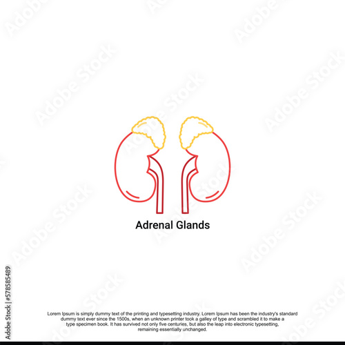 Vector diagram of adrenal glands