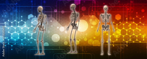 Canvas Print 3d renderings of human skeleton