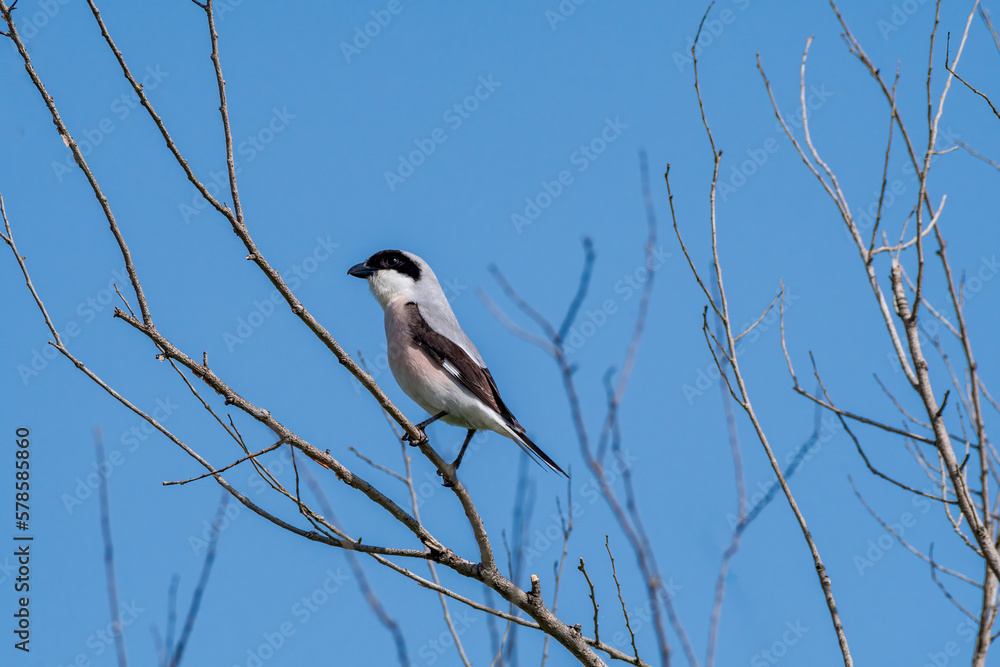 Obraz premium Lesser Grey Shrike (Lanius minor) in the foothills, Caucasus, Republic of Dagestan