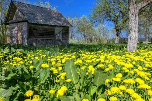 Field of dandelions and old house 
