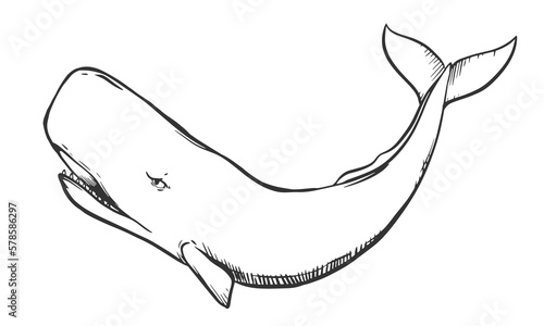Vector drawing of a sperm whale. White whale in engraving style. Illustration for a logo, tattoo in a marine style. Predatory inhabitant of the ocean.