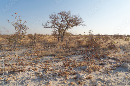Dry trees in forest field in national park in summer season in Namibia, South Africa. Natural landscape background.
