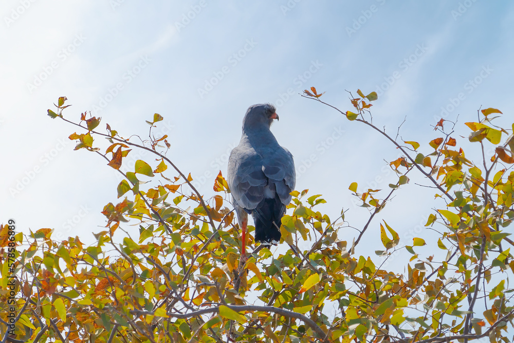 Eagle bird. Wildlife animal in forest field in safari conservative national park in Namibia, South Africa. Natural landscape background. Eagle bird. Wildlife animal in forest field in safari conservative national park in Namibia, South Africa. Natural landscape background.