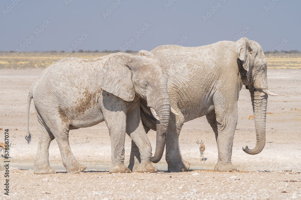 African Elephants. Wildlife animal in forest field in safari conservative national park in Namibia, South Africa. Natural landscape background. African Elephants. Wildlife animal in forest field in safari conservative national park in Namibia, South Africa. Natural landscape background.