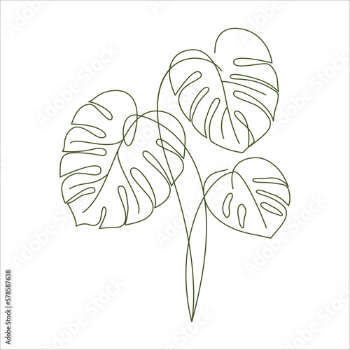 Monstera delicosa plant leaves in linear drawing icon. Monstera plant in a pot linear icon. Monstera leaves line art. Vector illustration