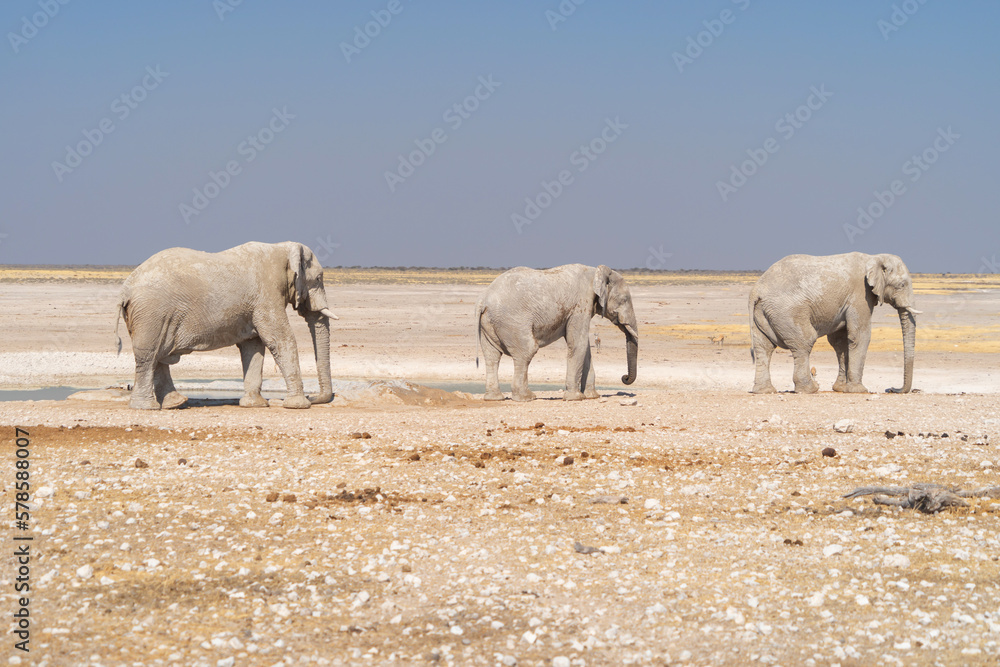 Obraz premium African Elephants. Wildlife animal in forest field in safari conservative national park in Namibia, South Africa. Natural landscape background.