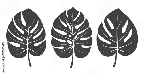 Monstera leaves icon set collection. Monstera tropical plant icon. Monstera deliciosa leaves icon pack . Vector illustration