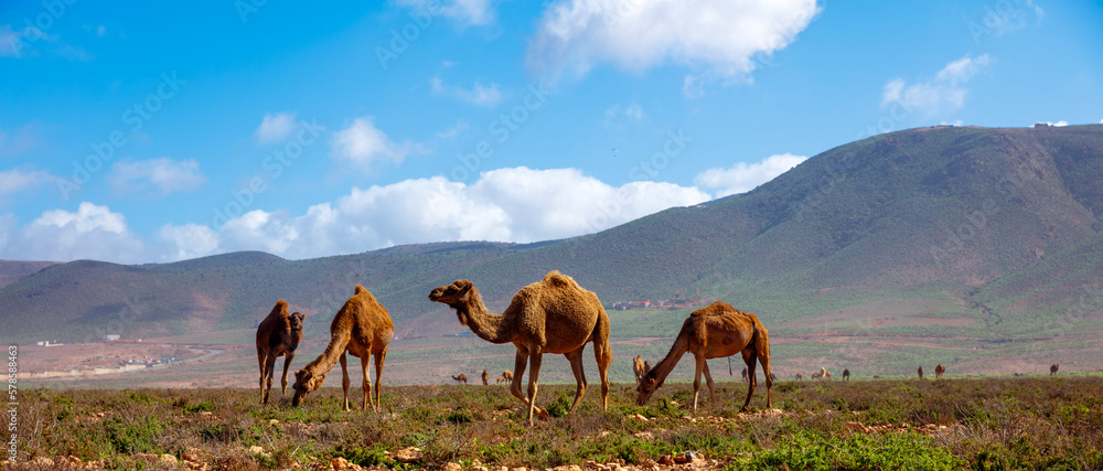 A herd of dromedary camels in Morocco