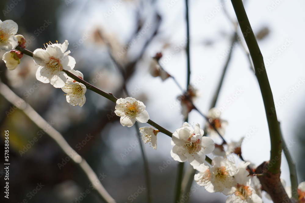 梅_Plum blossom