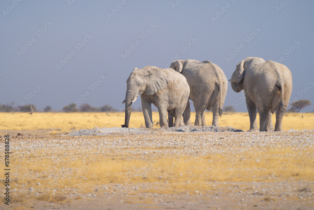 Obraz premium African Elephants. Wildlife animal in forest field in safari conservative national park in Namibia, South Africa. Natural landscape background.