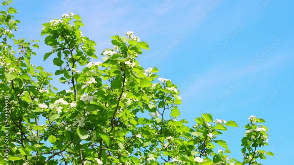Blooming hawthorn bush branches with white flowers on blue sky background. Flowering plant in sunlight close-up. Springtime season concept. Garden care. Sunny weather. Green healthy plant. An orchard. Blooming hawthorn bush branches with white flowers on blue sky background. Flowering plant in sunlight close-up. Springtime season concept. Garden care. Sunny weather. Green healthy plant. An orchard.