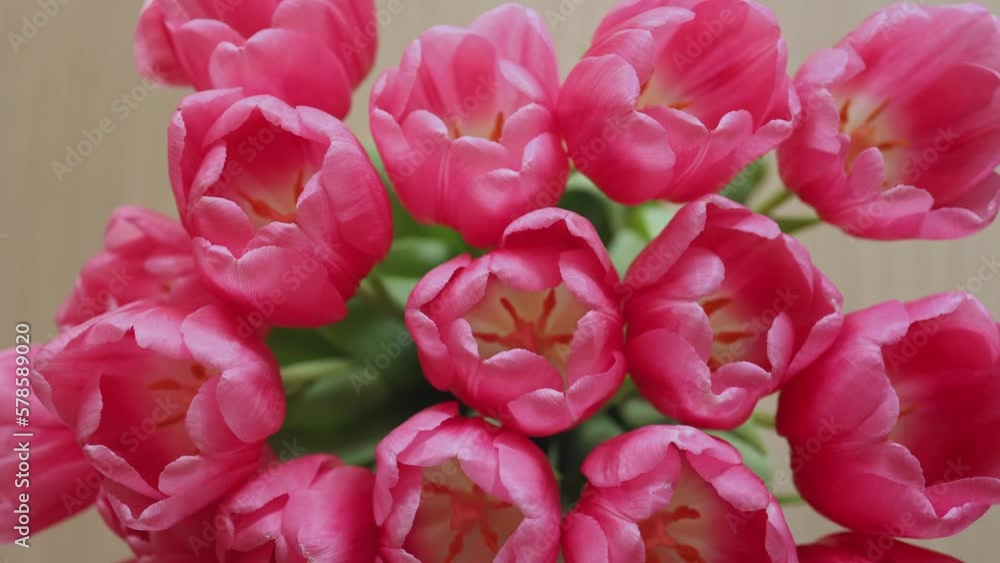 Pink Tulips Inside a Vase Taken from Above Pink Tulips Inside a Vase Taken from Above