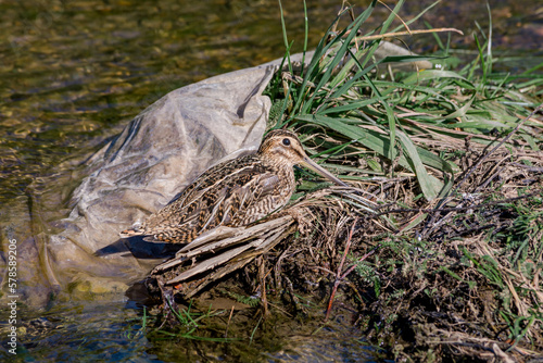 South American Snipe (Gallinago paraguaiae) in Ushuaia area, Land of Fire (Tierra del Fuego), Argentina photo