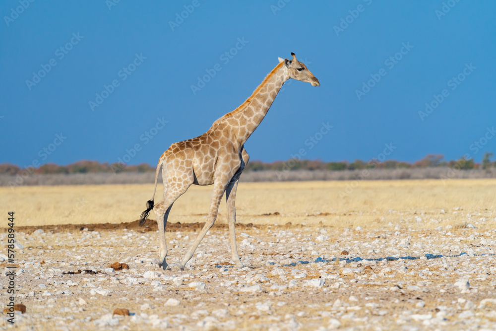 Obraz premium Giraffe. Wildlife animal in forest field in safari conservative national park in Namibia, South Africa. Natural landscape background.