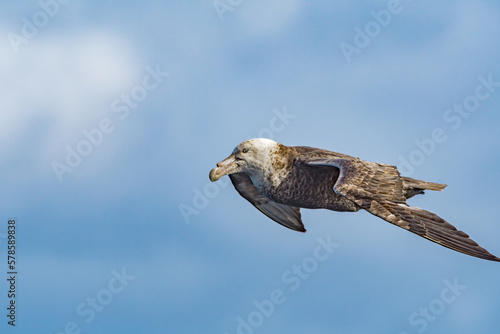 Southern Giant Petrel (Macronectes giganteus) in South Atlantic Ocean, Southern Ocean, Antarctica