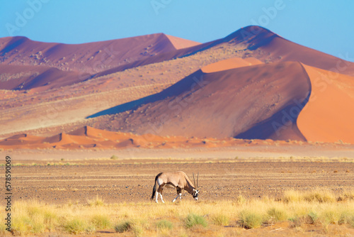 Deer  antelope or oryx. Wildlife animal in forest field in safari conservative national park in Namibia  South Africa. Natural landscape background.