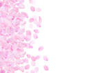 桜の花びら_白背景