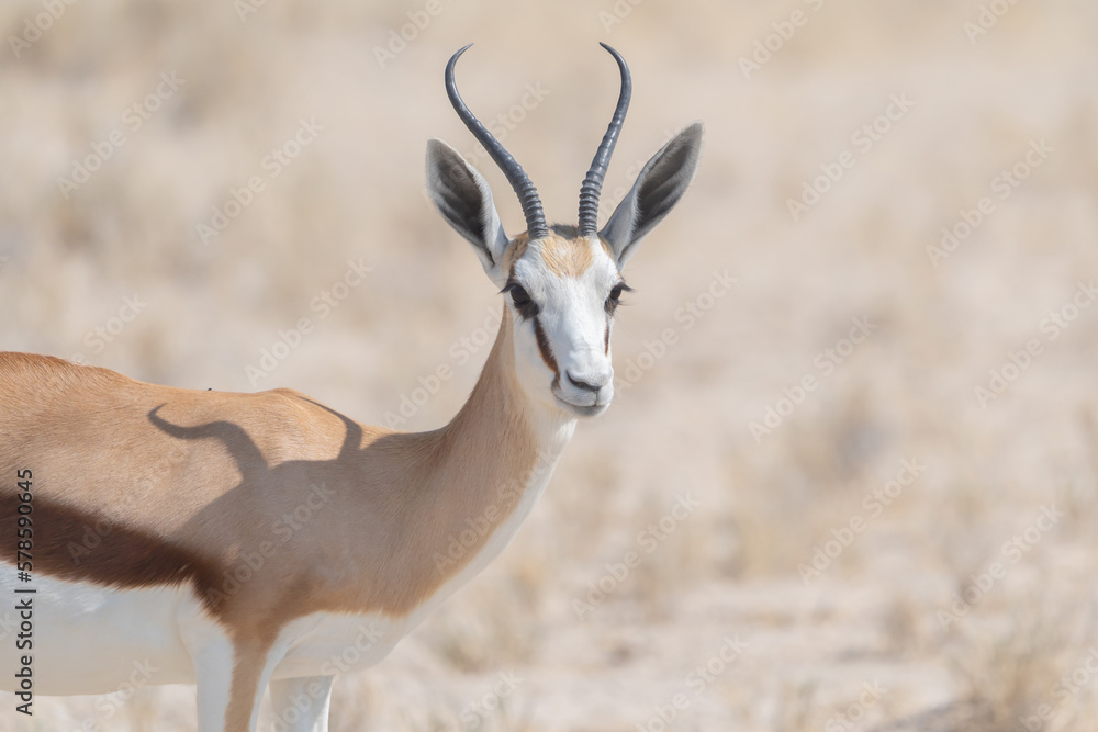 Deer, antelope or oryx. Wildlife animal in forest field in safari conservative national park in Namibia, South Africa. Natural landscape background. Deer, antelope or oryx. Wildlife animal in forest field in safari conservative national park in Namibia, South Africa. Natural landscape background.