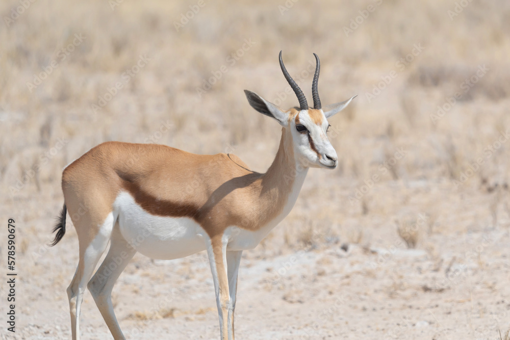 Deer, antelope or oryx. Wildlife animal in forest field in safari conservative national park in Namibia, South Africa. Natural landscape background. Deer, antelope or oryx. Wildlife animal in forest field in safari conservative national park in Namibia, South Africa. Natural landscape background.