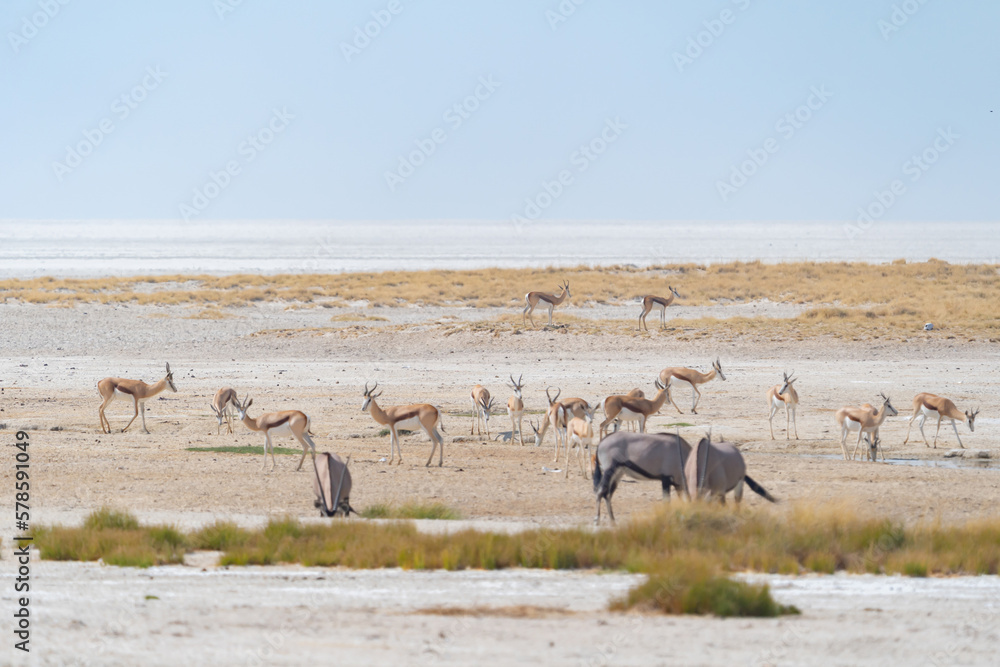 Deer, antelope or oryx. Wildlife animal in forest field in safari conservative national park in Namibia, South Africa. Natural landscape background. Deer, antelope or oryx. Wildlife animal in forest field in safari conservative national park in Namibia, South Africa. Natural landscape background.