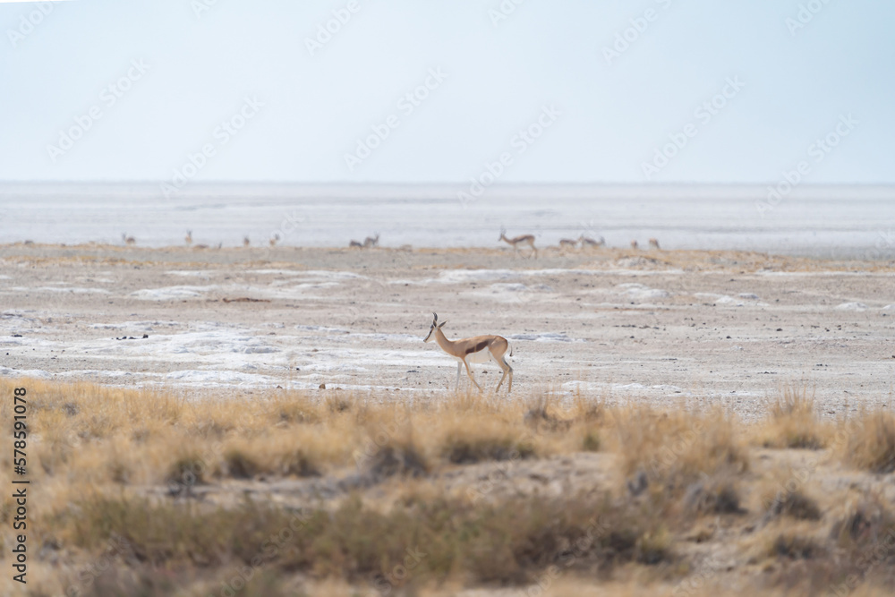 Deer, antelope or oryx. Wildlife animal in forest field in safari conservative national park in Namibia, South Africa. Natural landscape background. Deer, antelope or oryx. Wildlife animal in forest field in safari conservative national park in Namibia, South Africa. Natural landscape background.