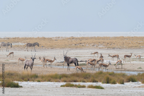 Deer, antelope or oryx. Wildlife animal in forest field in safari conservative national park in Namibia, South Africa. Natural landscape background.