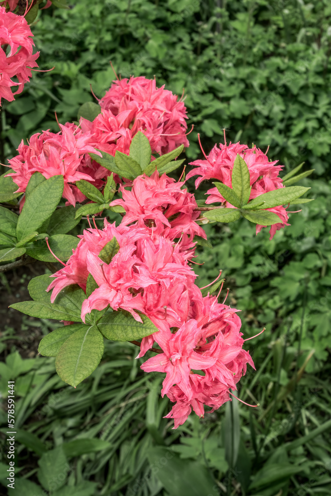 Rhododendron 'Homebush' (Rhododendron x kosterianum) in garden Rhododendron 'Homebush' (Rhododendron x kosterianum) in garden