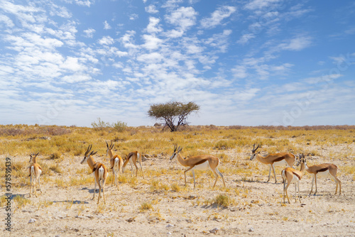 Deer, antelope or oryx. Wildlife animal in forest field in safari conservative national park in Namibia, South Africa. Natural landscape background.