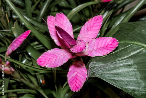 Tillandsia 'Antonio' (Tillandsia cyanea x Tillandsia platyrachis) in greenhouse photo