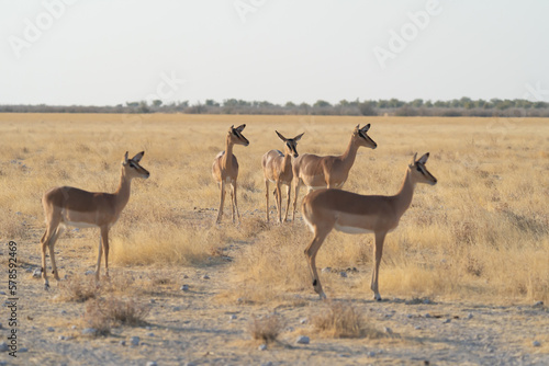 Deer, antelope or oryx. Wildlife animal in forest field in safari conservative national park in Namibia, South Africa. Natural landscape background.