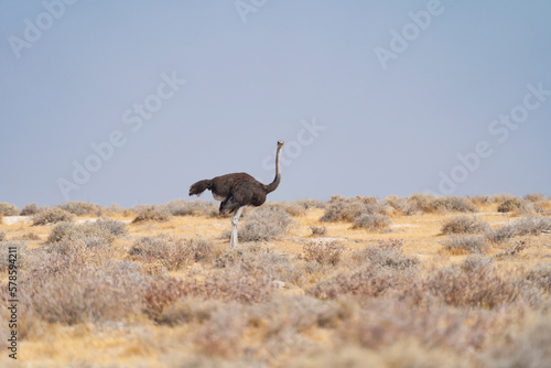 Ostrich bird. wildlife animal in forest field in safari conservative national park in Namibia, South Africa. Natural landscape background.